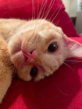 Soleil -  Domestic Short Hair Cat for Adoption in Ferndale, Michigan - Soleil | PetCurious