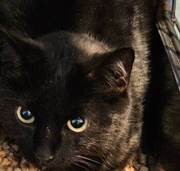 Rescue Domestic Short Hair Cats for Adoption in Virginia Beach, Virginia - Wang Chung | PetCurious