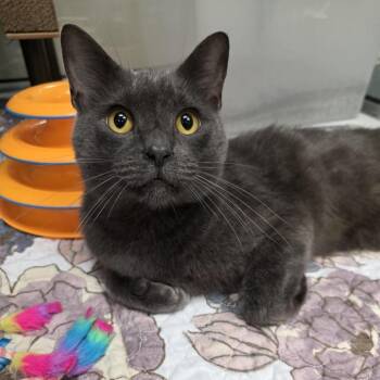 Taco -  Domestic Short Hair Cat for Adoption in Oshkosh, Wisconsin - Taco | PetCurious