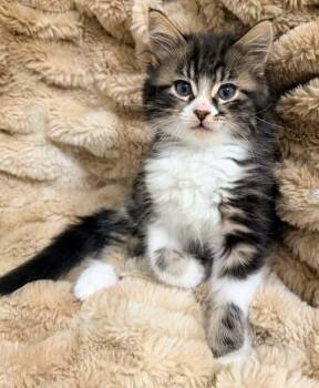 Valkyrie -  Domestic Short Hair Cat for Adoption in Salt Lake City, Utah - Valkyrie | PetCurious