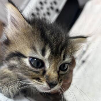Po -  Domestic Short Hair Cat for Adoption in Leander, Texas - Po | PetCurious