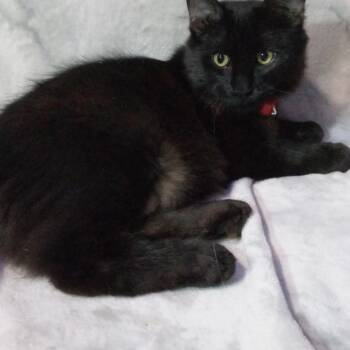 Jules - City of Industry Location -  Domestic Long Hair Cat for Adoption in Chino Hills, California - Jules - City Of Industry Location | PetCurious