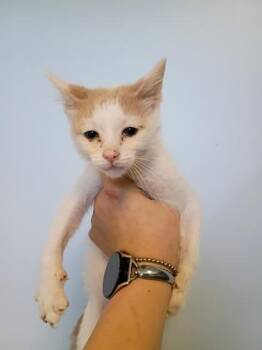 Purrzilla -  Domestic Short Hair Cat for Adoption in Beatrice, Nebraska - Purrzilla | PetCurious