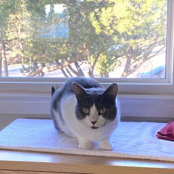 Rescue Domestic Short Hair Cats for Adoption in Calgary, Alberta - Xavier | PetCurious