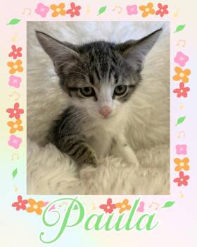 Paula -  Tabby Cat for Adoption in Pasco, Washington - Paula | PetCurious