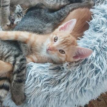 Domestic Short Hair Cats Available for Adoption in Santa Rosa, California - Angus (bonded With Fiona) | PetCurious