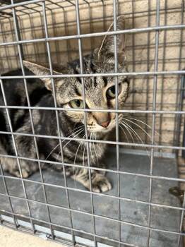Domestic Short Hair Cats Available for Adoption in Oklahoma City, Oklahoma - A473634 | PetCurious