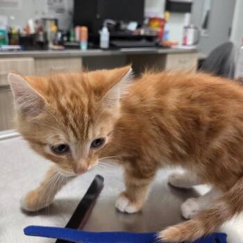 Eddie -  Domestic Medium Hair Cat for Adoption in Chattanooga, Tennessee - Eddie | PetCurious