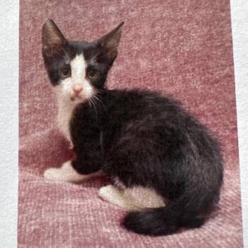 Finley -  Domestic Short Hair Cat for Adoption in Lake Jackson, Texas - Finley | PetCurious