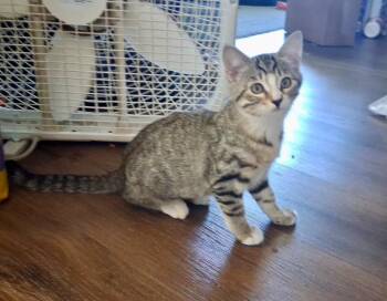 Tootsie -  Domestic Short Hair Cat for Adoption in Gillette, Wyoming - Tootsie | PetCurious