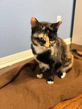 Calico Cats Available for Adoption - Princess Peaches | PetCurious