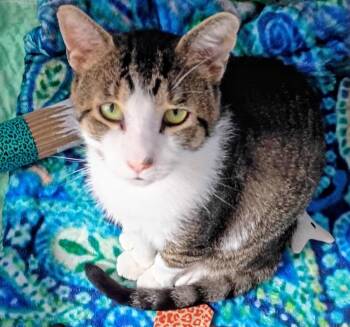 Domestic Short Hair and Tabby Cats Available for Adoption in Saginaw, Michigan - Fireman Sam | PetCurious