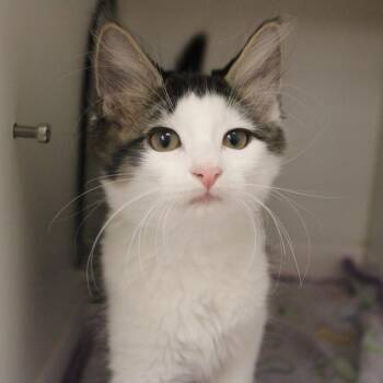 Thunder -  Domestic Short Hair Cat for Adoption in Champaign, Illinois - Thunder | PetCurious