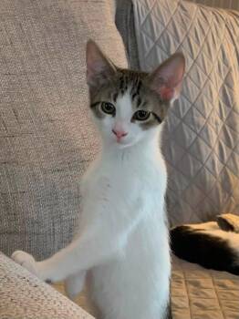 Kendall-In Foster -  Domestic Short Hair Cat for Adoption in Rockwall, Texas - Kendall-In Foster | PetCurious