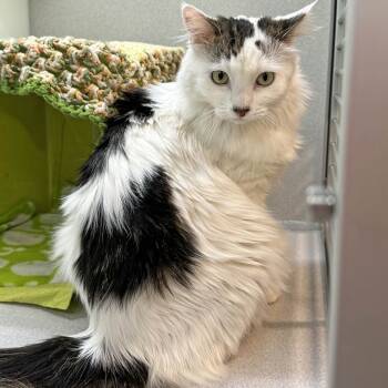 Rescue Domestic Medium Hair Cats for Adoption in Hailey, Idaho - Nami | PetCurious
