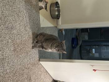 Rescue Tabby Cats for Adoption in Sandy Springs, Georgia - Marci | PetCurious