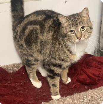 Tabby Cats Available for Adoption - Meredith (working Cat) | PetCurious