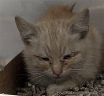 Rescue Domestic Short Hair Cats for Adoption in Dallas, Texas - RANGO | PetCurious