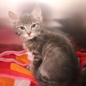 Domestic Short Hair Cats Available for Adoption in Sioux City, Iowa - Cricket | PetCurious