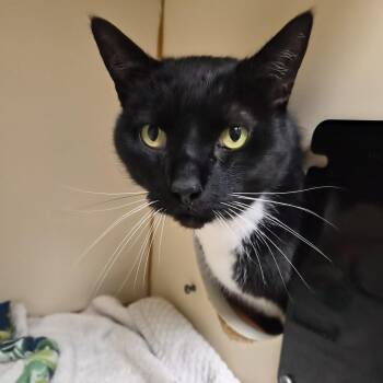 Sylvester -  Domestic Short Hair Cat for Adoption in South Elgin, Illinois - Sylvester | PetCurious
