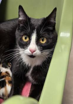 Domestic Short Hair Cats Available for Adoption in Vancouver, Washington - Gaia | PetCurious