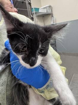 JACOB -  Domestic Short Hair Cat Available for Adoption in Las Vegas, Nevada - JACOB | PetCurious