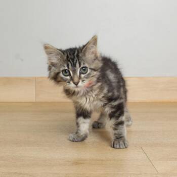 Minor C69824 -  Domestic Medium Hair Cat for Adoption in Minnetonka, Minnesota - Minor C69824 | PetCurious