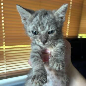 Stay In Your Lane -  Domestic Long Hair Cat for Adoption in Boerne, Texas - Stay In Your Lane | PetCurious