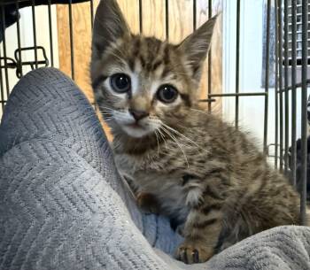 Dewey -  Tabby Cat Available for Adoption in Los Angeles, California - Dewey | PetCurious