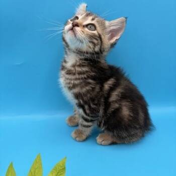 Manx and Domestic Short Hair Cats Available for Adoption - Spirit | PetCurious