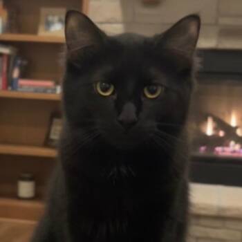 Domestic Short Hair Cats Available for Adoption - Graham | PetCurious