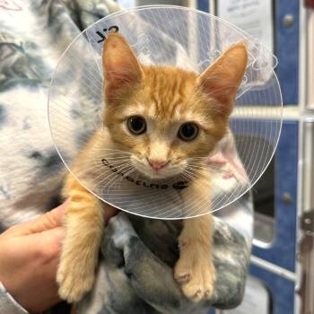 Chance -  Domestic Short Hair Cat for Adoption in Woodinville, Washington - Chance | PetCurious