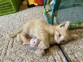 Domestic Short Hair Cats Available for Adoption - Mango A Gogo | PetCurious