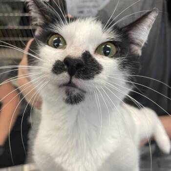 Domestic Short Hair Cats Available for Adoption in Port Charlotte, Florida - 0517-C26 | PetCurious