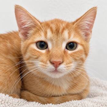 Srunder -  Domestic Short Hair Cat for Adoption in Austin, Texas - Srunder | PetCurious