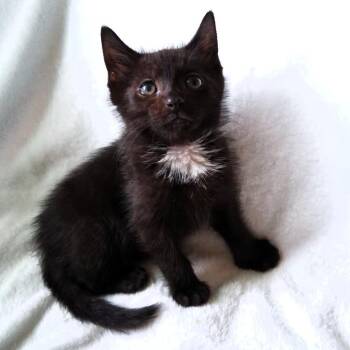 Devon -  Domestic Medium Hair Cat for Adoption in Michigan City, Indiana - Devon | PetCurious