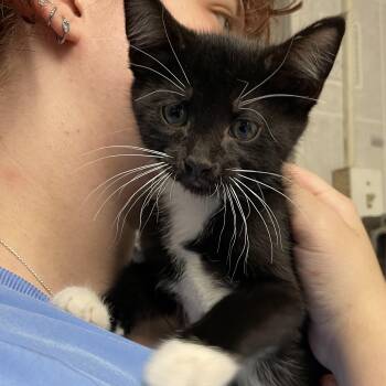 Forest -  Tuxedo Cat for Adoption in North Kingstown, Rhode Island - Forest | PetCurious
