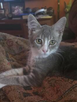 Poe -  Domestic Short Hair Cat for Adoption in Springdale, Arkansas - Poe | PetCurious