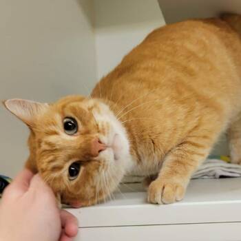Walter -  Domestic Short Hair Cat for Adoption in Columbia, Missouri - Walter | PetCurious