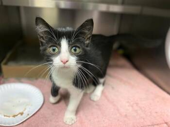 JENNIFURR -  Domestic Short Hair Cat for Adoption in Fort Wayne, Indiana - JENNIFURR | PetCurious