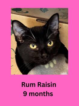 Domestic Short Hair Cats Available for Adoption in Ravenna, Ohio - Rum Raisin | PetCurious