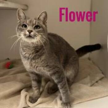 Rescue Domestic Short Hair Cats for Adoption in Pleasantville, New Jersey - Flower | PetCurious