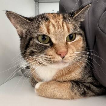Emeril -  Domestic Short Hair Cat for Adoption in Boston, Massachusetts - Emeril | PetCurious