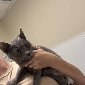 Gracie -  Domestic Short Hair Cat for Adoption in Tulsa, Oklahoma - Gracie | PetCurious