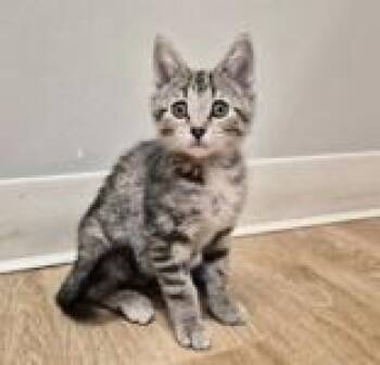 Domestic Short Hair Cats Available for Adoption in Woodstock, Illinois - Yarn | PetCurious