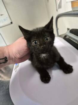 Jesus -  Domestic Short Hair Cat for Adoption in Bolivar, Missouri - Jesus | PetCurious