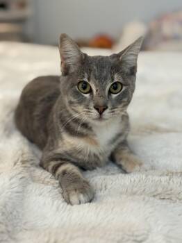 Rescue Dilute Calico Cats for Adoption in Fountain Valley, California - Bunny Boo | PetCurious