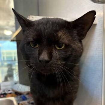 Auggie -  Domestic Short Hair Cat for Adoption in Richmond, Virginia - Auggie | PetCurious