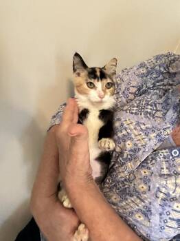 Chloe -  Domestic Short Hair Cat for Adoption in Mooresville, North Carolina - Chloe | PetCurious