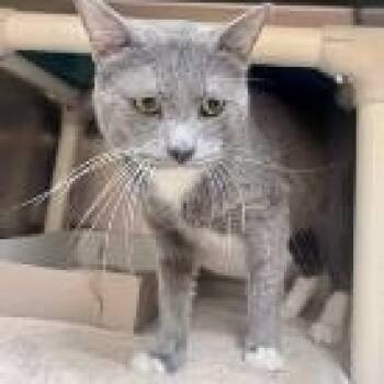 Domestic Short Hair Cats Available for Adoption in St. Augustine, Florida - Cartman | PetCurious